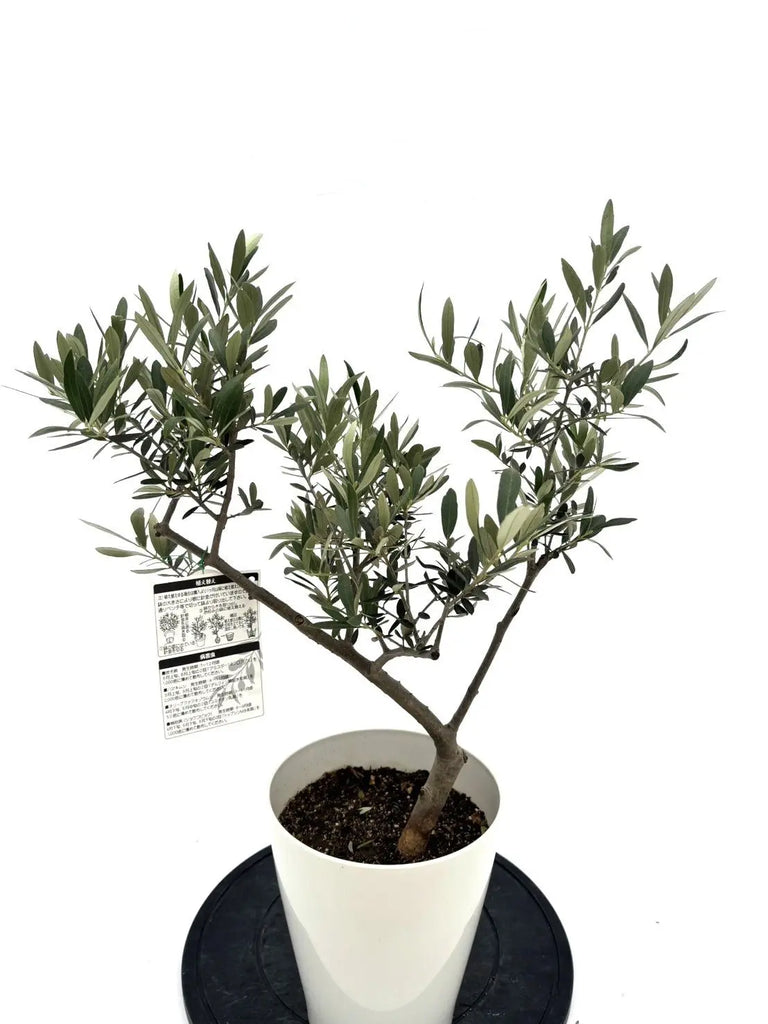 オリーブの木　ペンドリノ　8号　約140cm　K-140　一点物 オリーブの木 ペンドリノ 8号 約140cm K-140 一点物