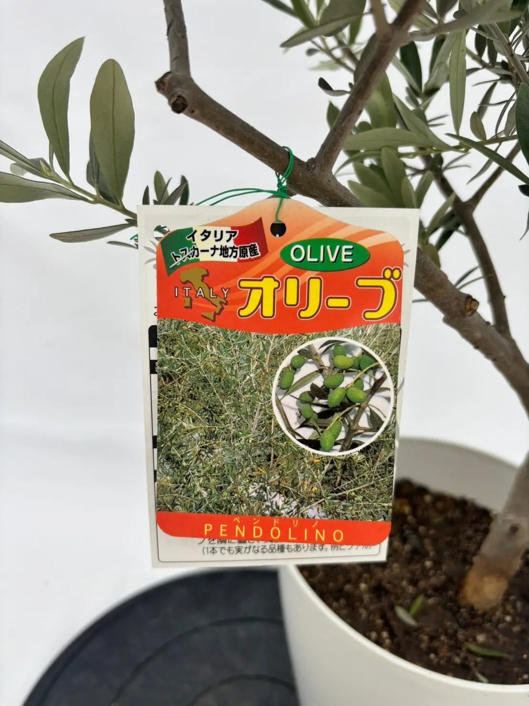 オリーブ　ペンドリノ　太幹　植物　インテリア 現品］新入荷！ 18番 創樹 オリーブ ペンドリノ 7号 観葉植物