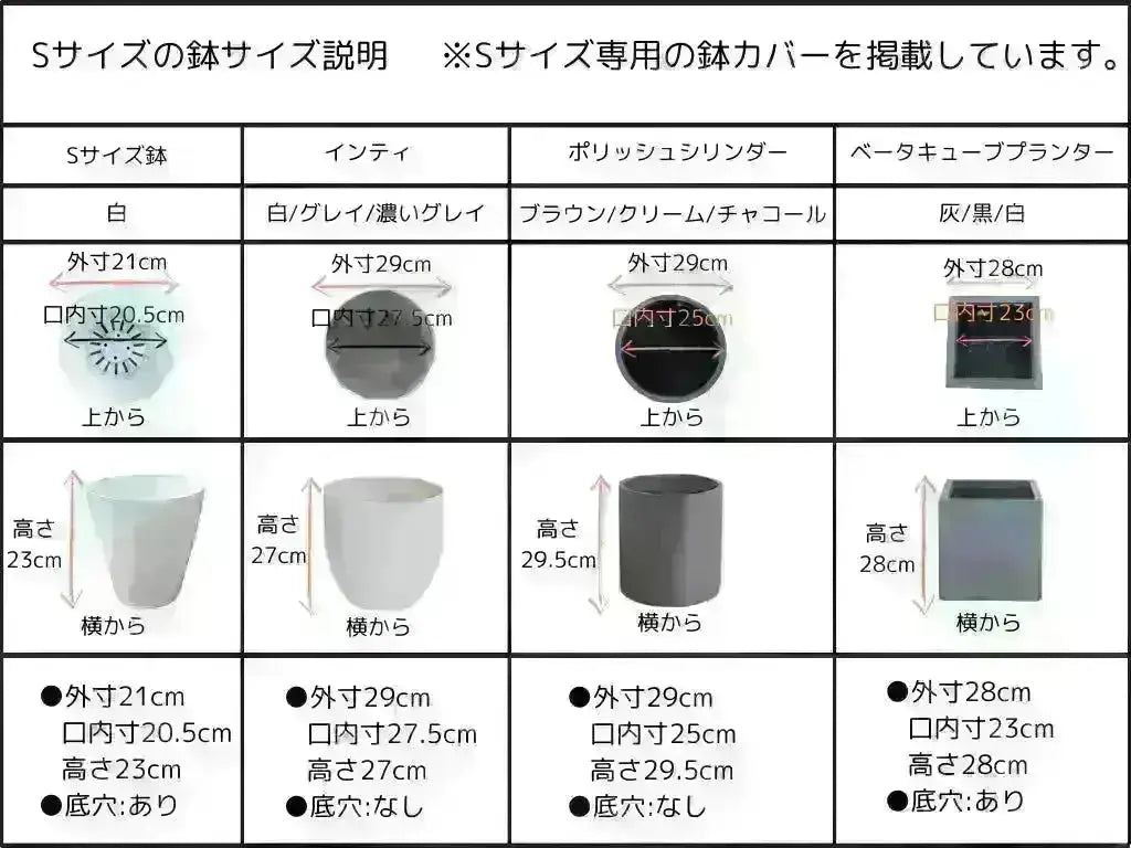 アスコラーナ Sサイズ 約130cm K-21 オリーブの木 - 株式会社鶴亀園