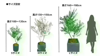 ホジブランコ　Sサイズ　約75cm　NO.10541　オリーブの木　人気品種 - 株式会社鶴亀園