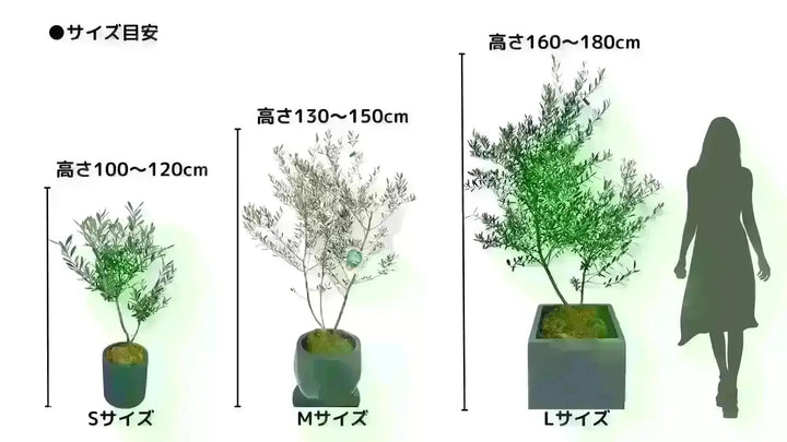 ひまわりヒーリングハーブス■オリーブと同じサイズのウォールナットを１本ずつ ひまわりヒーリングハーブス□オリーブと同じサイズの