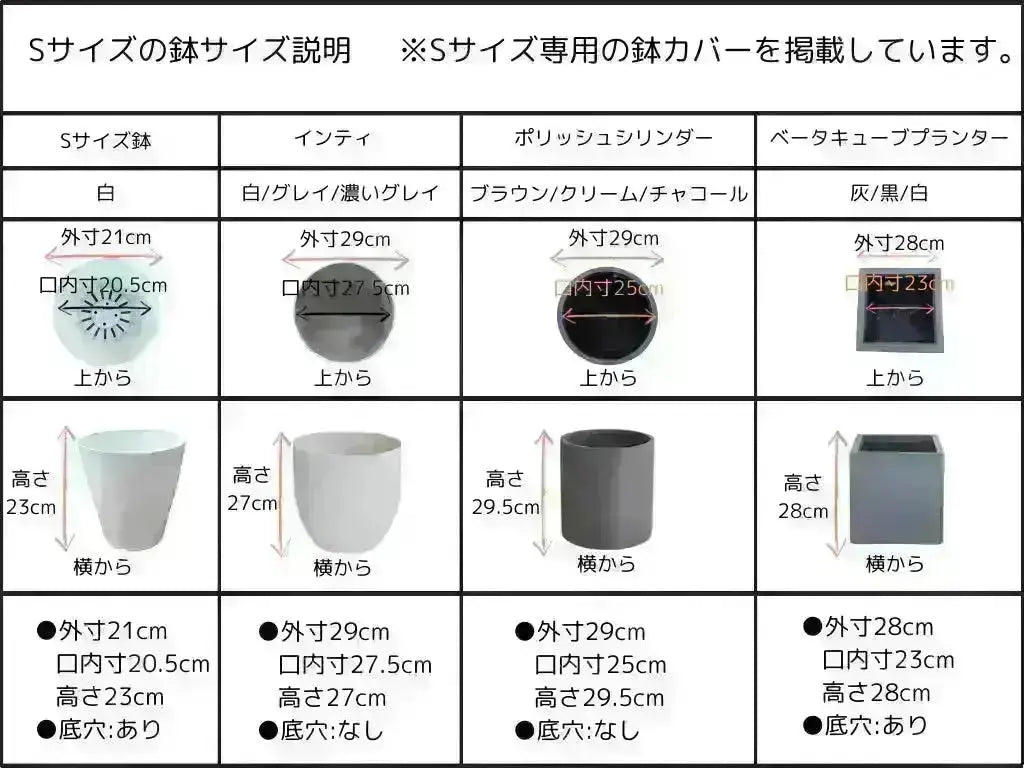 ホジブランコ　Sサイズ　約75cm　NO.10541　オリーブの木　人気品種 - 株式会社鶴亀園