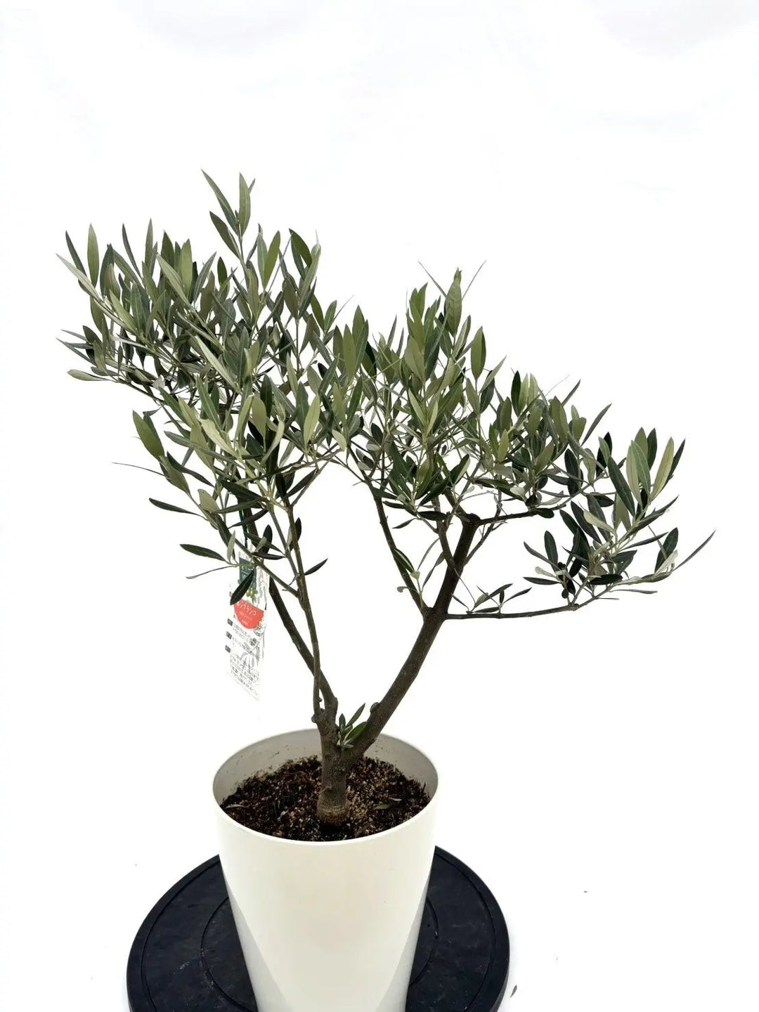 人気・銀葉】ホジブランコ（オリーブの木）「初心者向き」｜75cm｜S