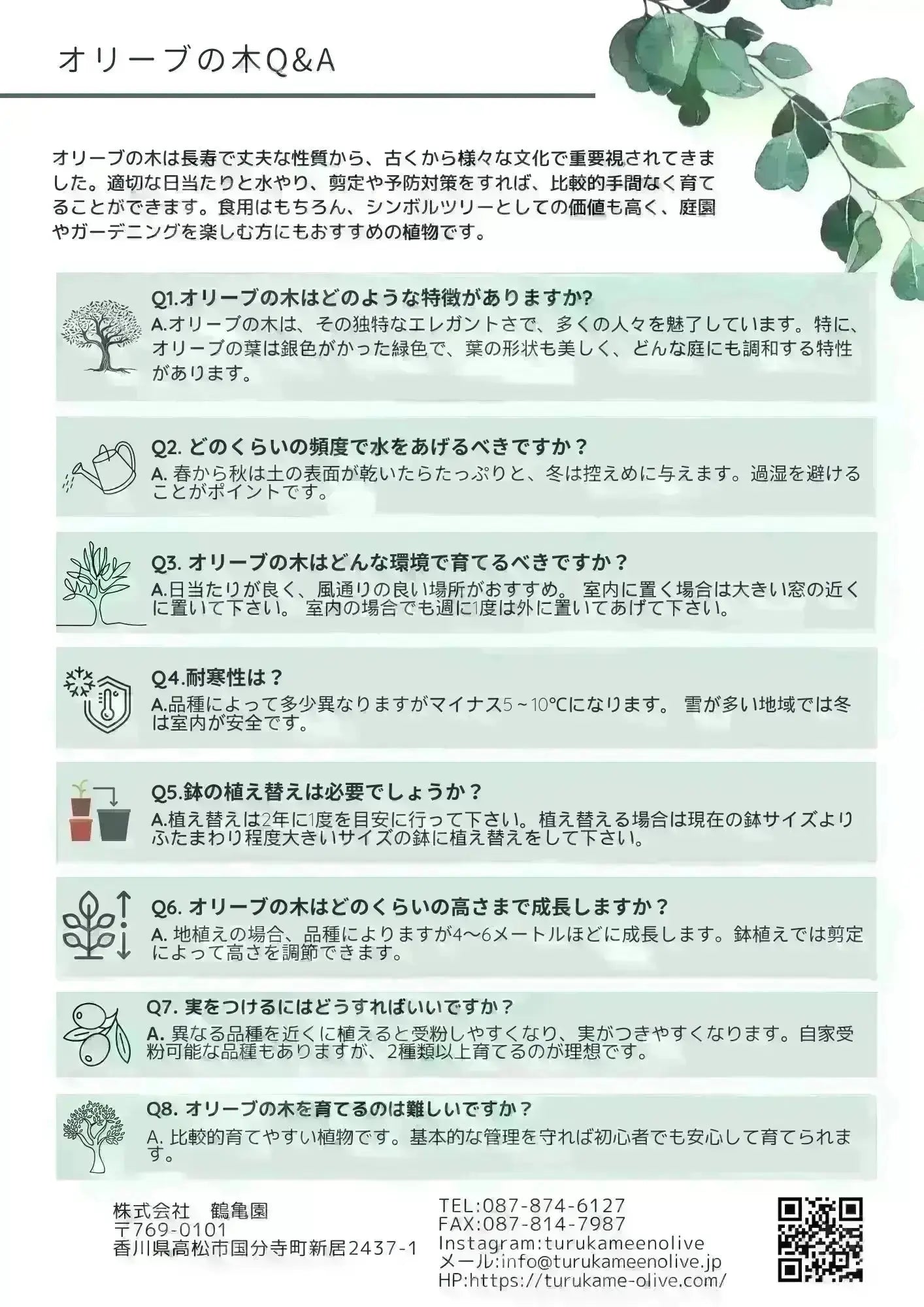 オリーブの木(7) ホジブランコ　別名オヒブランカ オリーブの木(7) ホジブランコ 別名オヒブランカ
