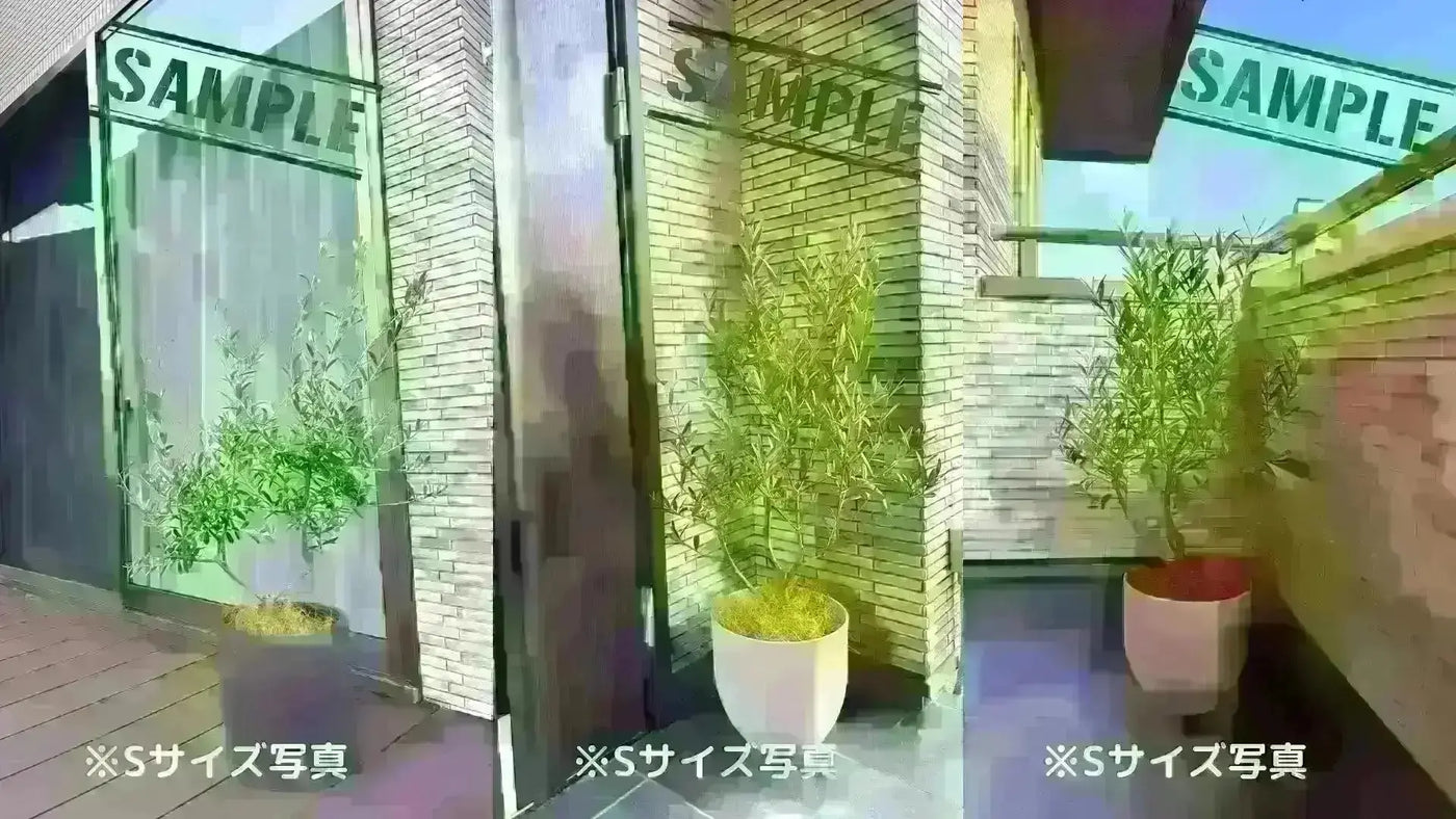 ホジブランコ　Sサイズ　約75cm　NO.10541　オリーブの木　人気品種 - 株式会社鶴亀園