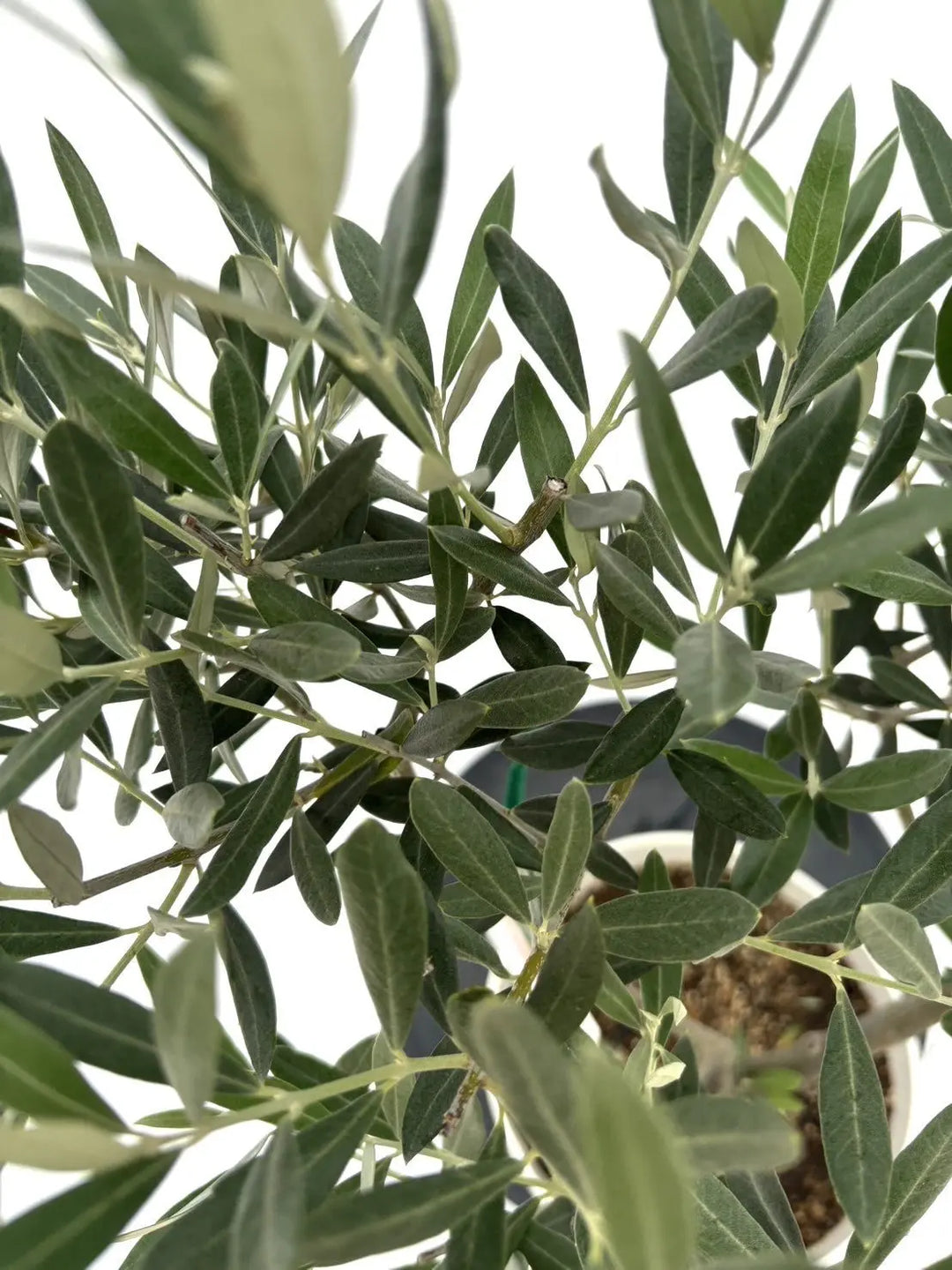 人気・銀葉】ホジブランコ（オリーブの木）「初心者向き」｜75cm｜S