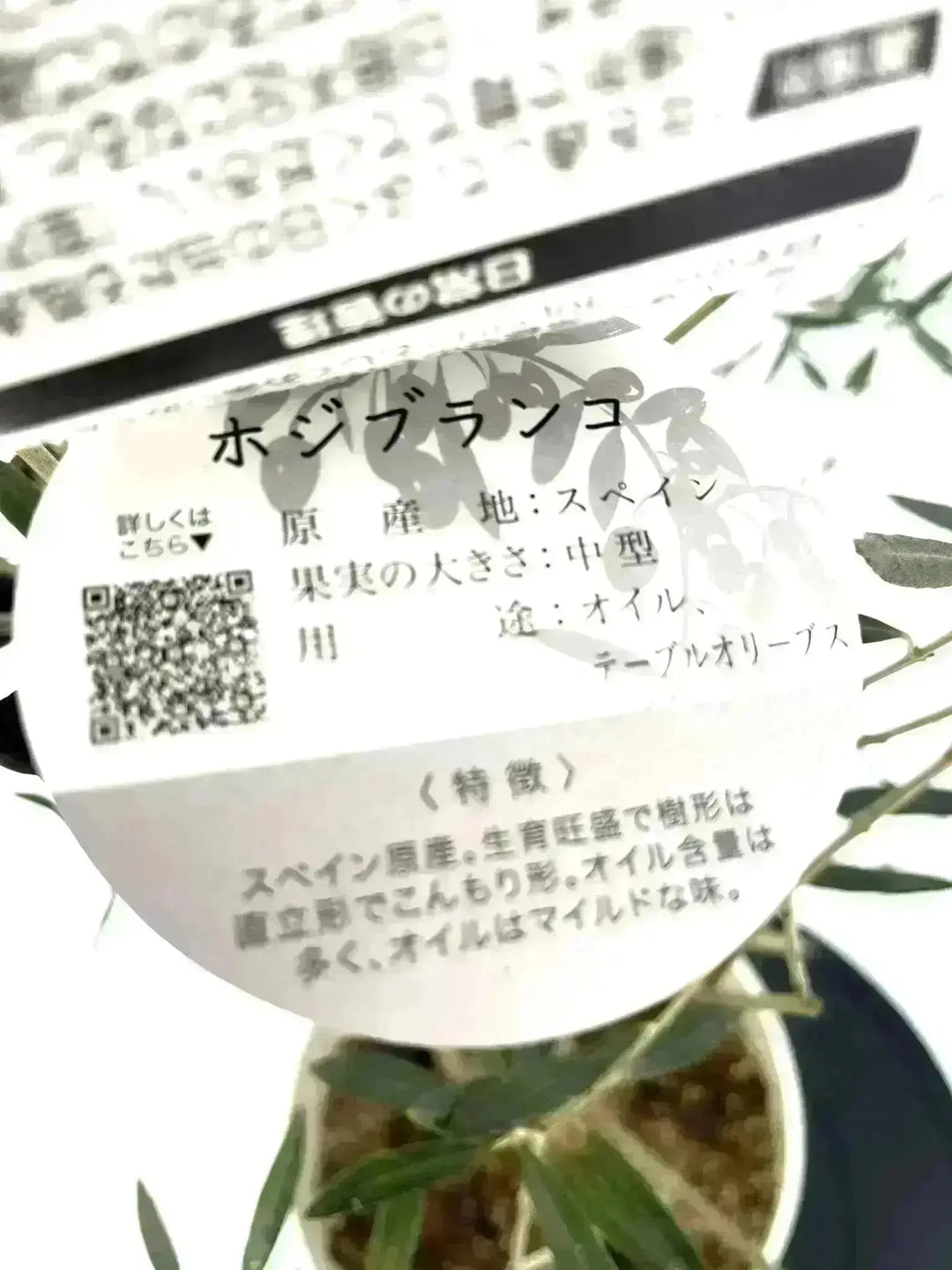 オリーブの木(C) ホジブランコ　別名オヒブランカ オリーブの苗木 品種：ホジブランコ(オヒブランカ)【果樹の苗木