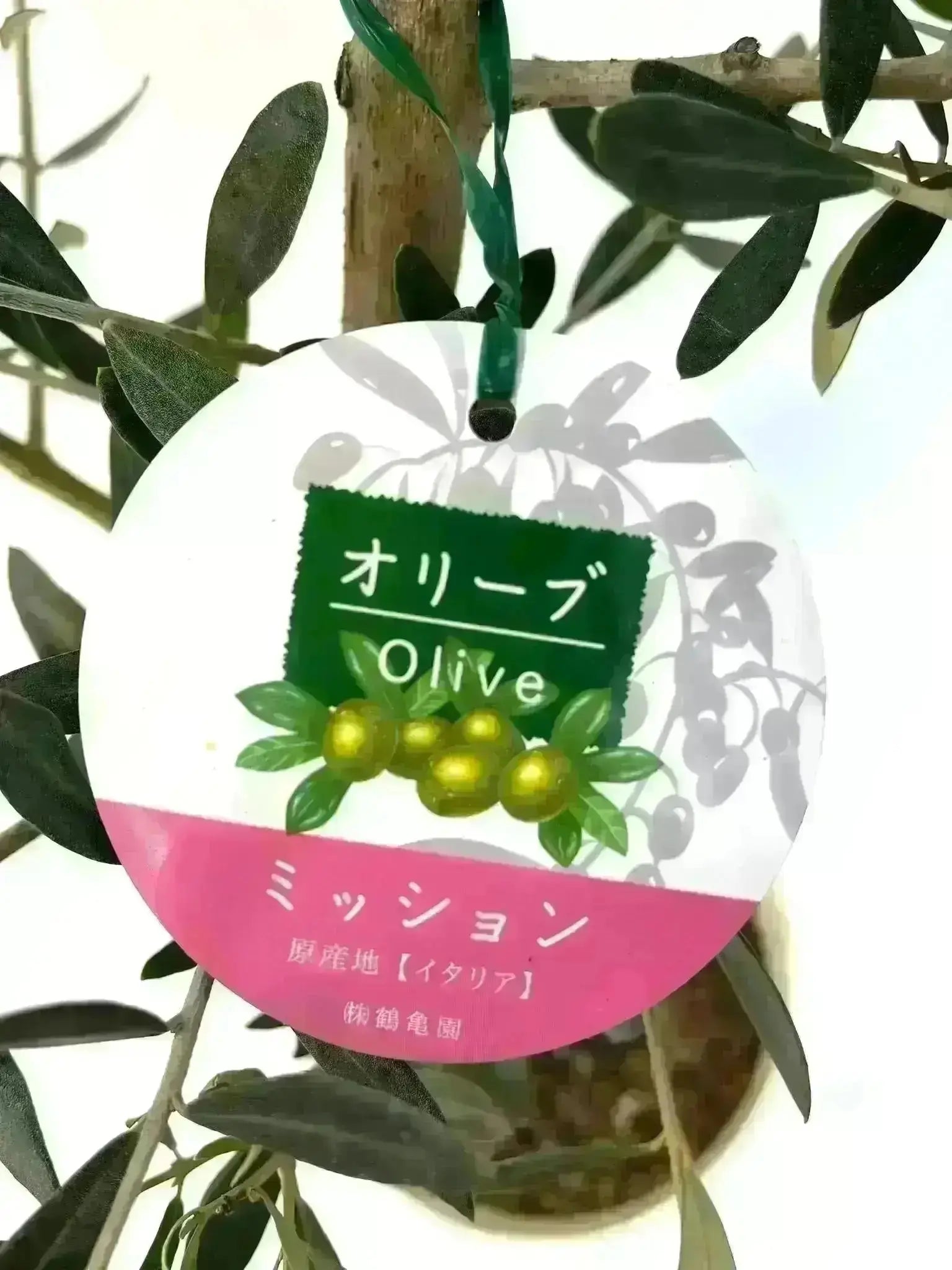 NEWミッション（オリーブの木）｜Sサイズ｜NO.10737｜約135cm｜人気