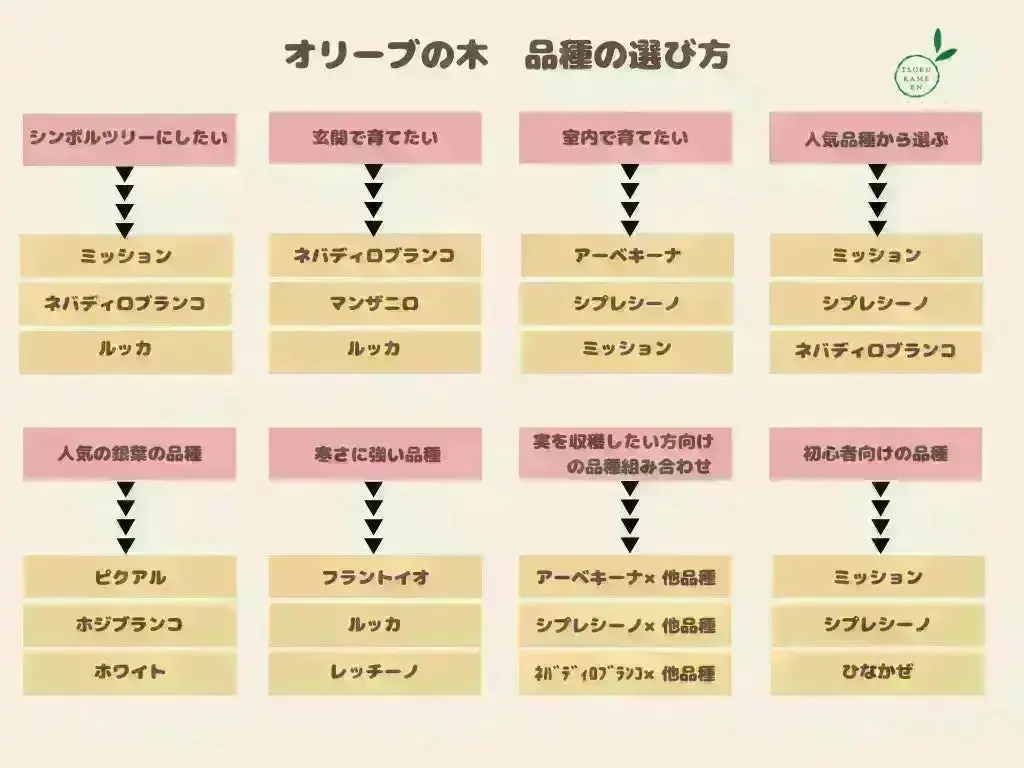 オリーブの木 個性あふれる１点もの　薄型　 大胆な姿に惚れ惚れ　約48cm 人気・直立型】コラチナ（オリーブの木）〈シンボル向き〉｜95cm