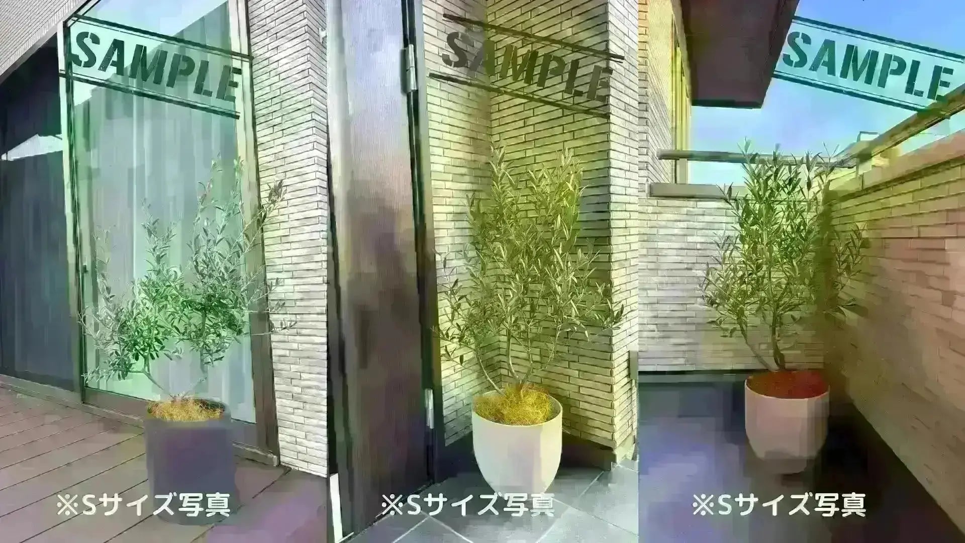 ホワイト Lサイズ 約160cm K-48 オリーブの木 - 株式会社鶴亀園