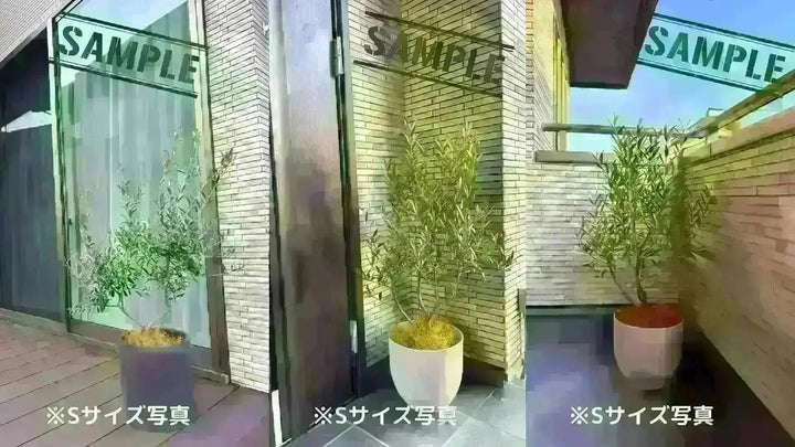 ルッカ XLサイズ 約170cm NO.1729 オリーブの木 古木 - 株式会社鶴亀園