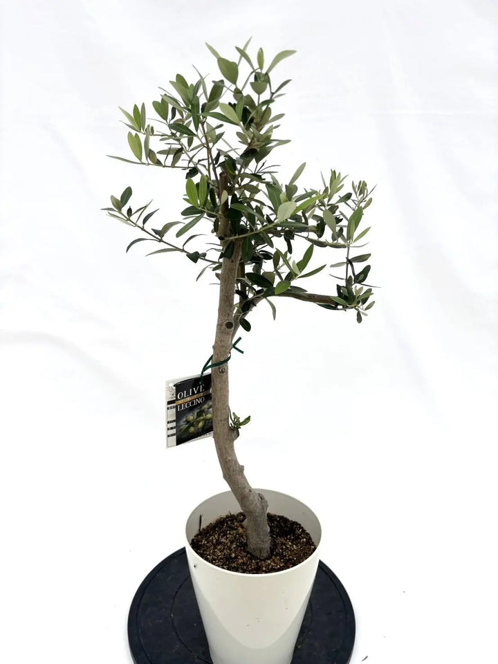 オリーブの木　レッチーノ　10号　約150cm　NO.614　人気品種　現品掲載 olive-leccino-66_1.jpg?1735093351