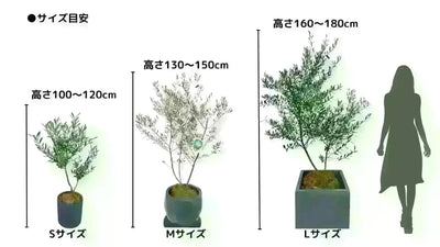 レッチーノ　Sサイズ　約85cm　NO.10544　オリーブの木 - 株式会社鶴亀園