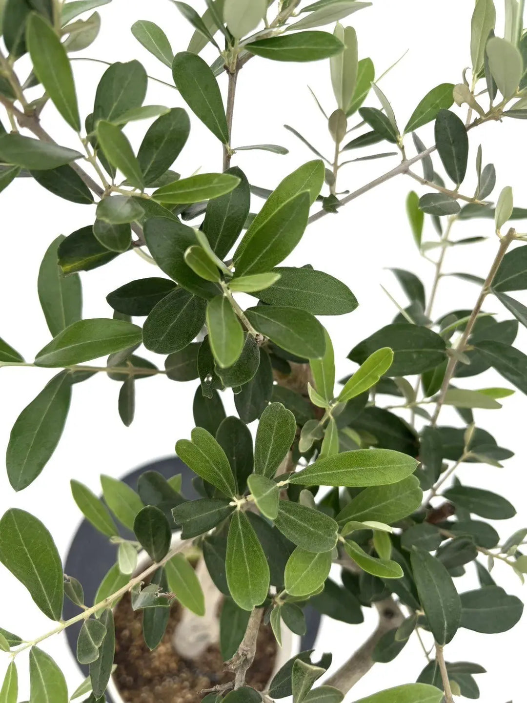 人気・銀葉】レッチーノ（オリーブの木）〈シンボル向き〉｜85cm