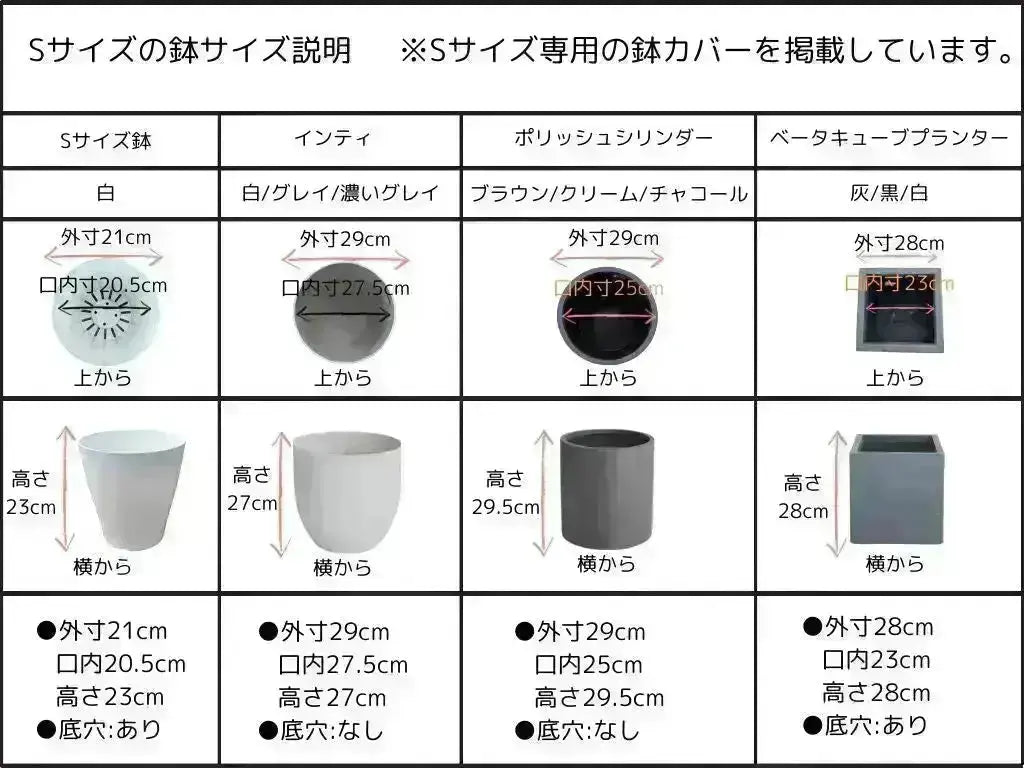 人気・銀葉】レッチーノ（オリーブの木）〈シンボル向き