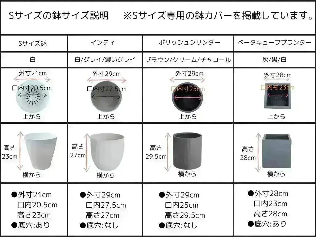 人気・寒冷地対応】ルッカ（オリーブの木）〈初心者向き〉｜55cm｜S