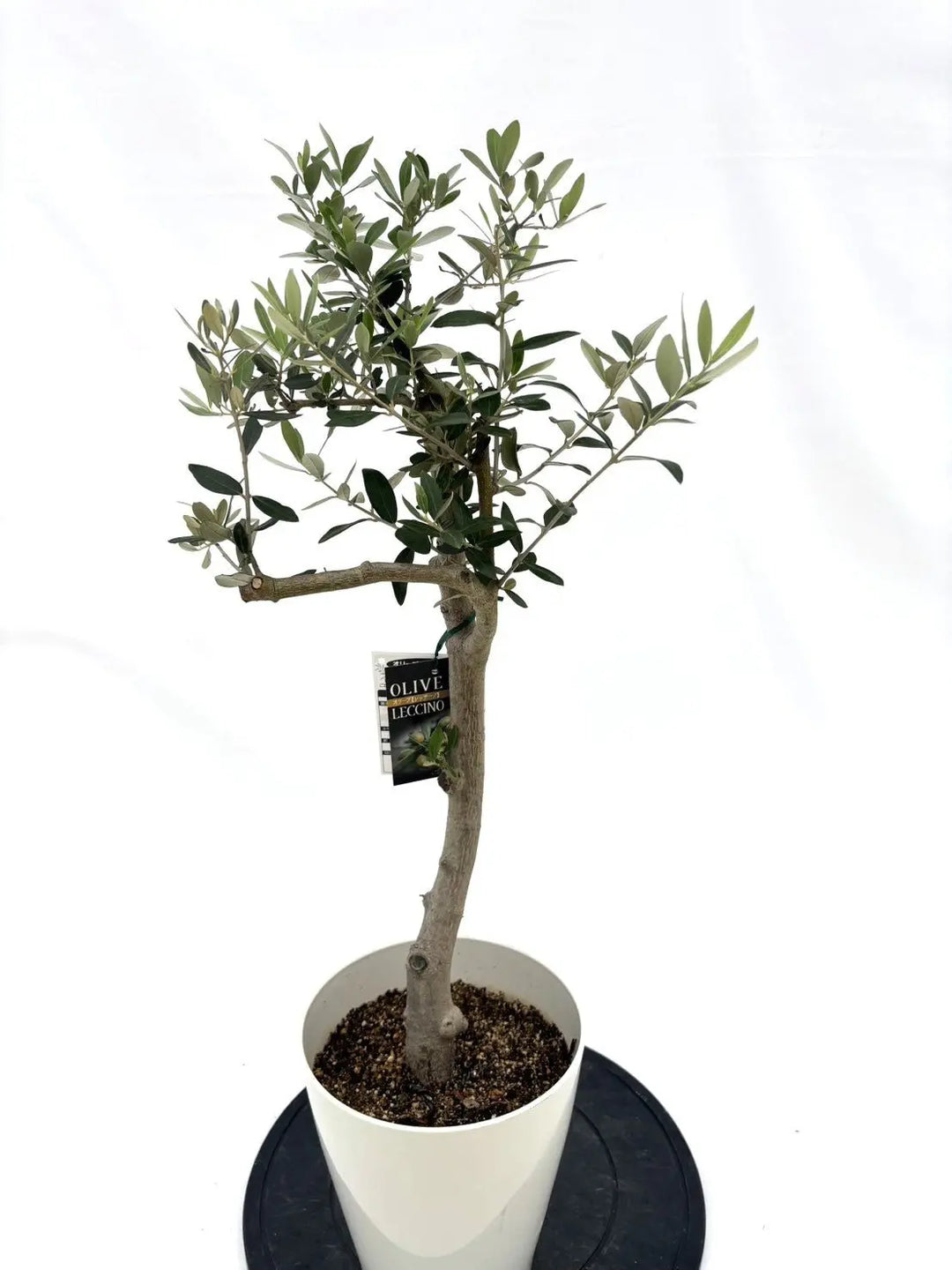 オリーブの木　レッチーノ NO.1745-1_1080x.jpg?v=1749428779