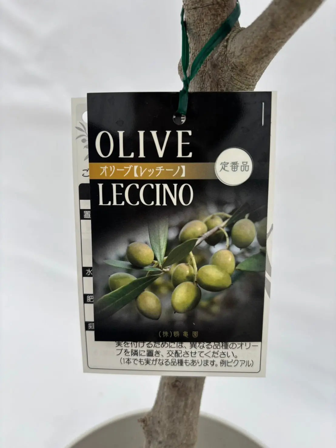 レッチーノ　Sサイズ　約85cm　NO.10544　オリーブの木 - 株式会社鶴亀園