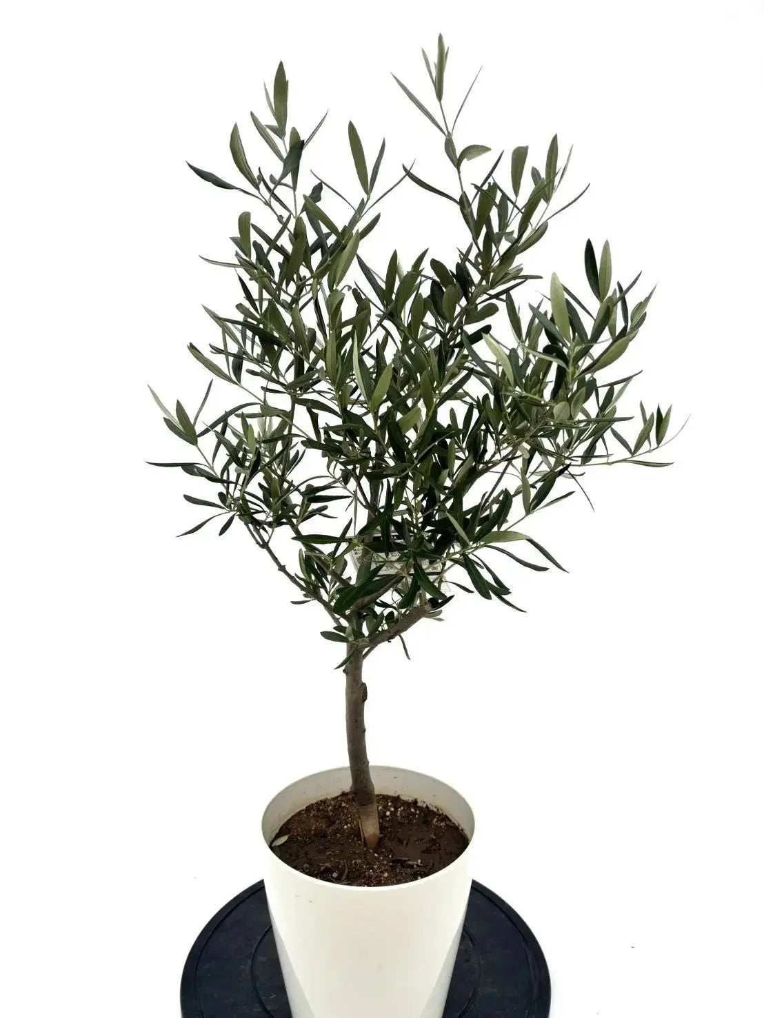 人気・直立型】コラチナ（オリーブの木）〈シンボル向き〉｜90cm｜S