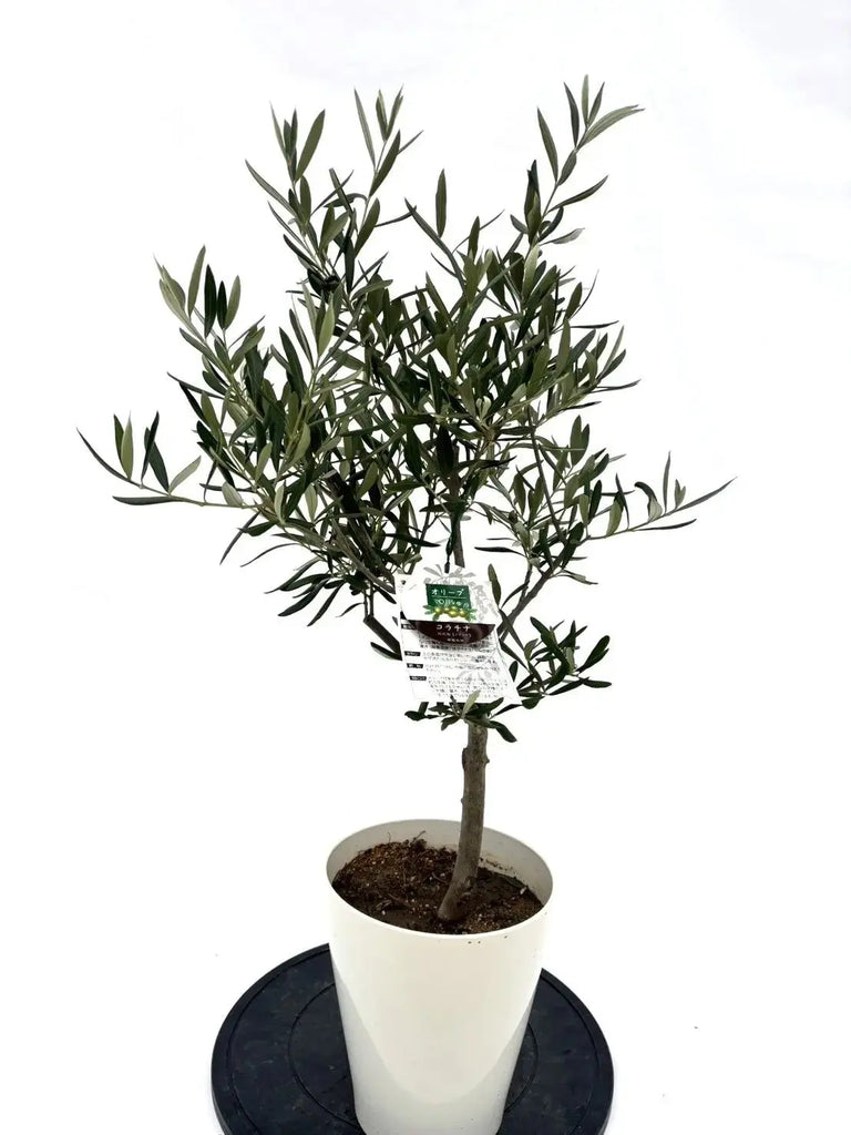 人気・直立型】コラチナ（オリーブの木）〈シンボル向き〉｜90cm｜S