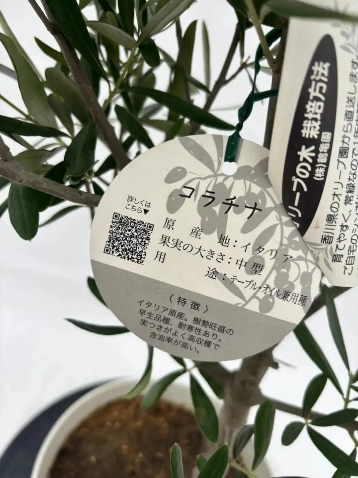 人気・直立型】コラチナ（オリーブの木）〈シンボル向き〉｜95cm｜S