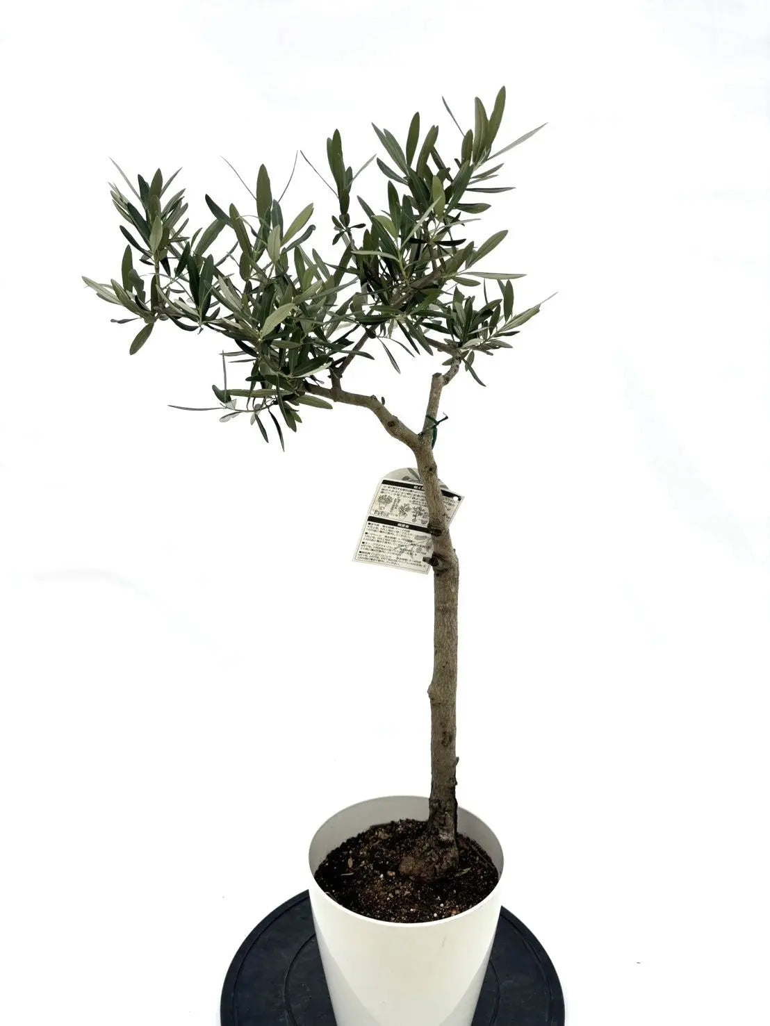 オリーブの木 個性あふれる１点もの　薄型　 大胆な姿に惚れ惚れ　約48cm 人気・直立型】コラチナ（オリーブの木）〈シンボル向き〉｜95cm