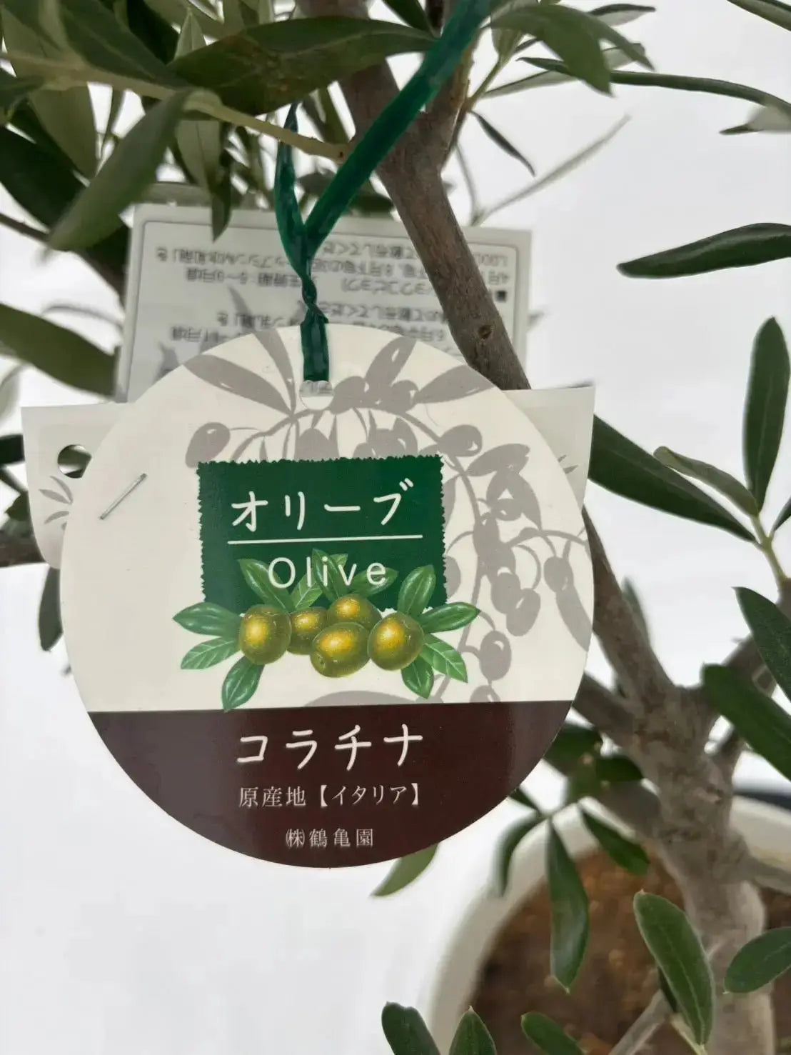 人気・直立型】コラチナ（オリーブの木）〈シンボル向き〉｜70cm｜S