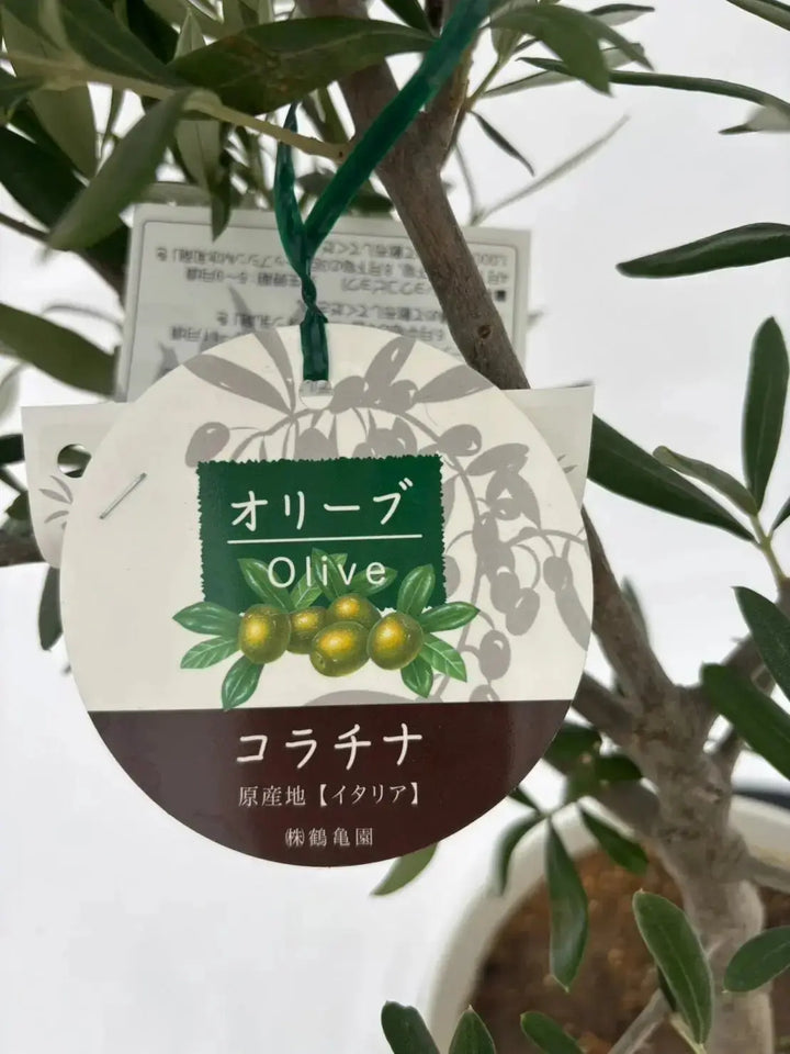 人気・直立型】コラチナ（オリーブの木）〈シンボル向き〉｜70cm｜S