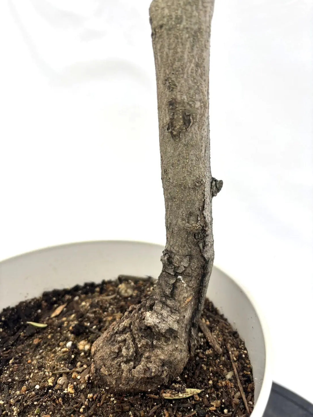 人気・直立型】コラチナ（オリーブの木）〈シンボル向き〉｜95cm｜S