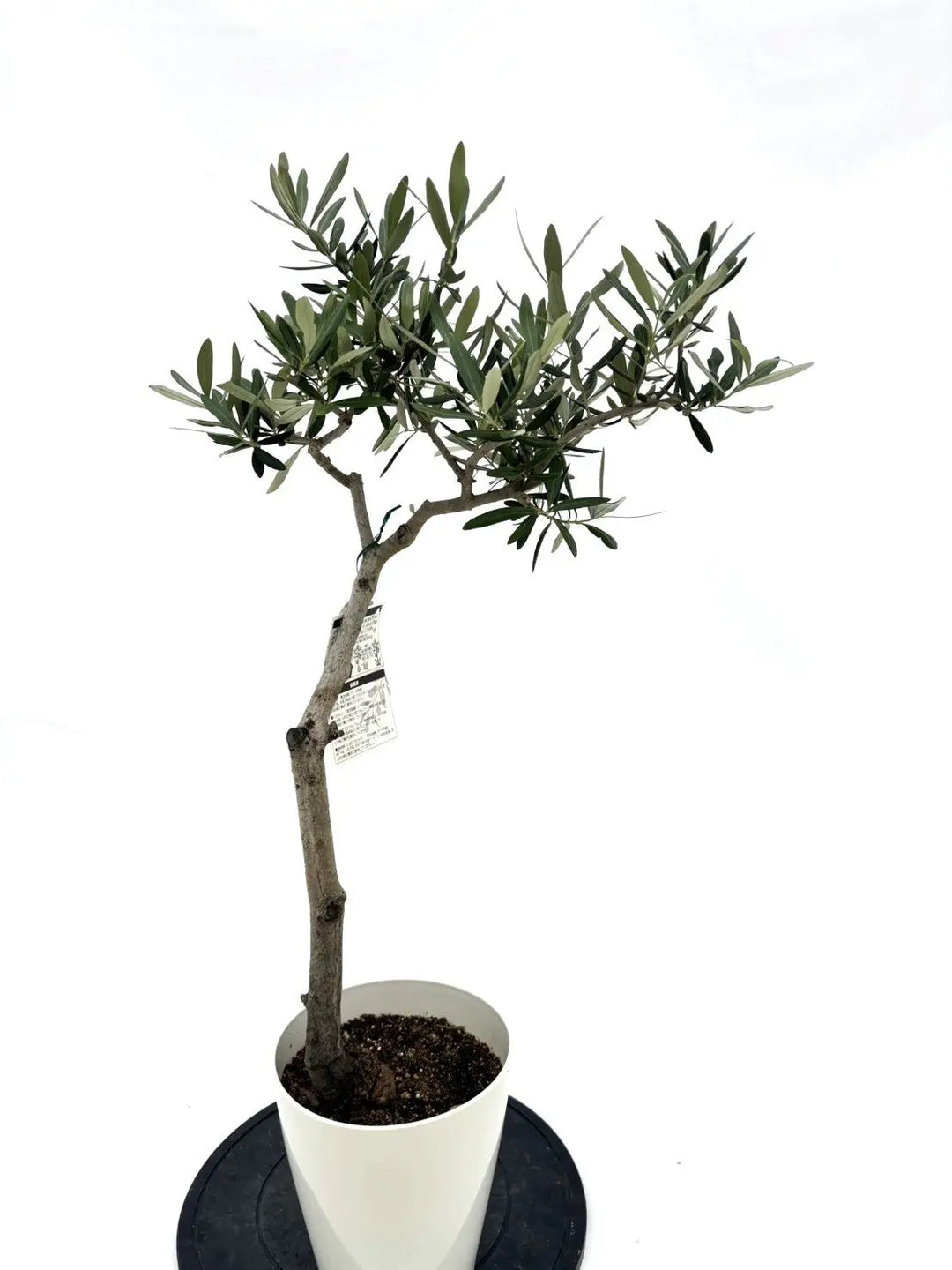 人気・直立型】コラチナ（オリーブの木）〈シンボル向き〉｜95cm｜S