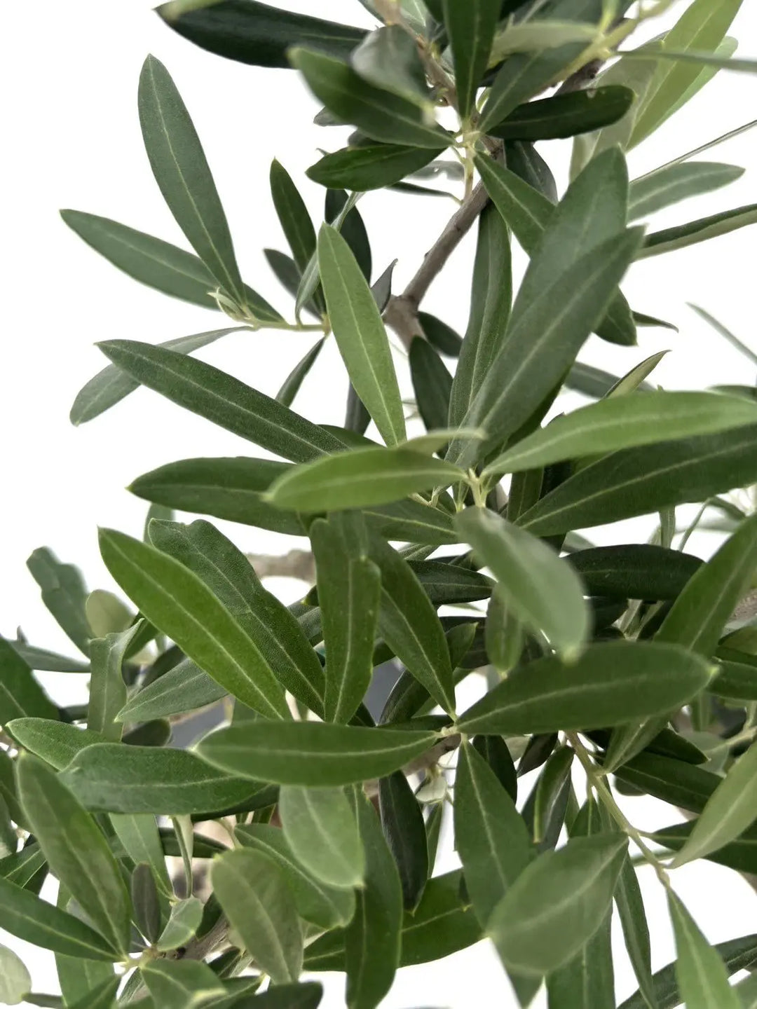 人気・直立型】コラチナ（オリーブの木）〈シンボル向き〉｜95cm｜S