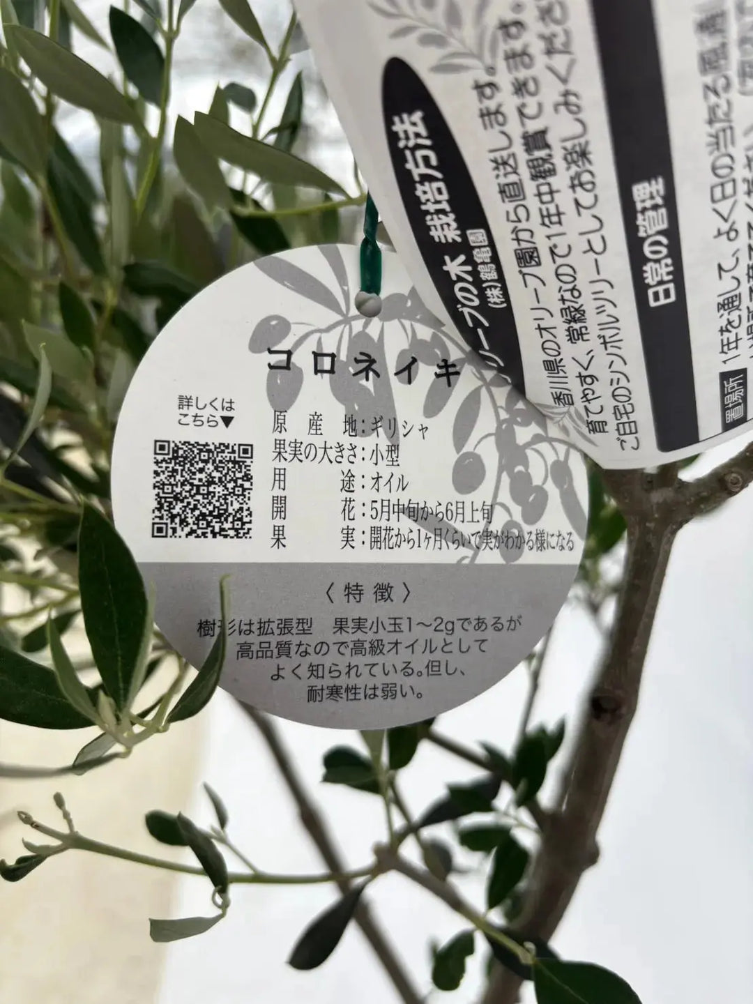 オリーブの木　コロネイキ　8号　約100cm　NO.571　一点物 観葉植物 オリーブ 8号 コロネイキ プラスチック鉢 | 観葉植物