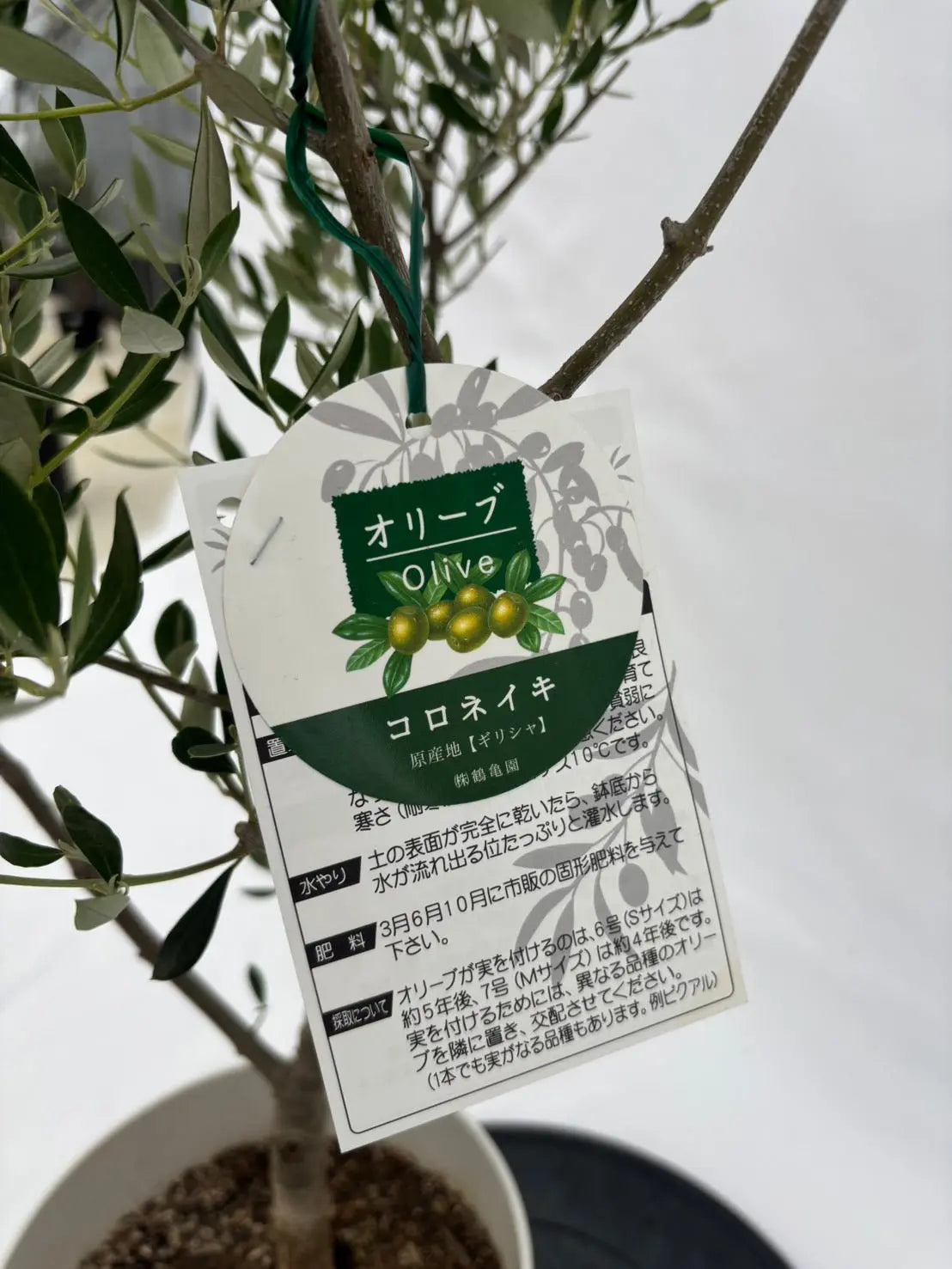 コロネイキ　Sサイズ　約95cm　NO.10539　オリーブの木 - 株式会社鶴亀園