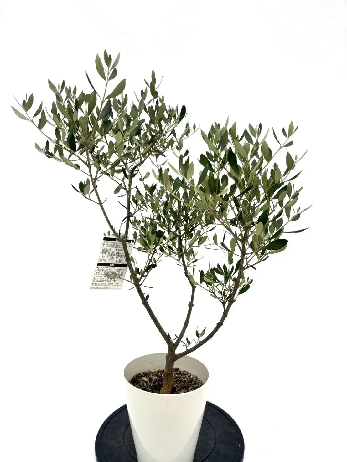 オリーブ　プロフご覧下さいです オイル用・小実】コロネイキ（オリーブの木）〈開帳型〉｜95cm