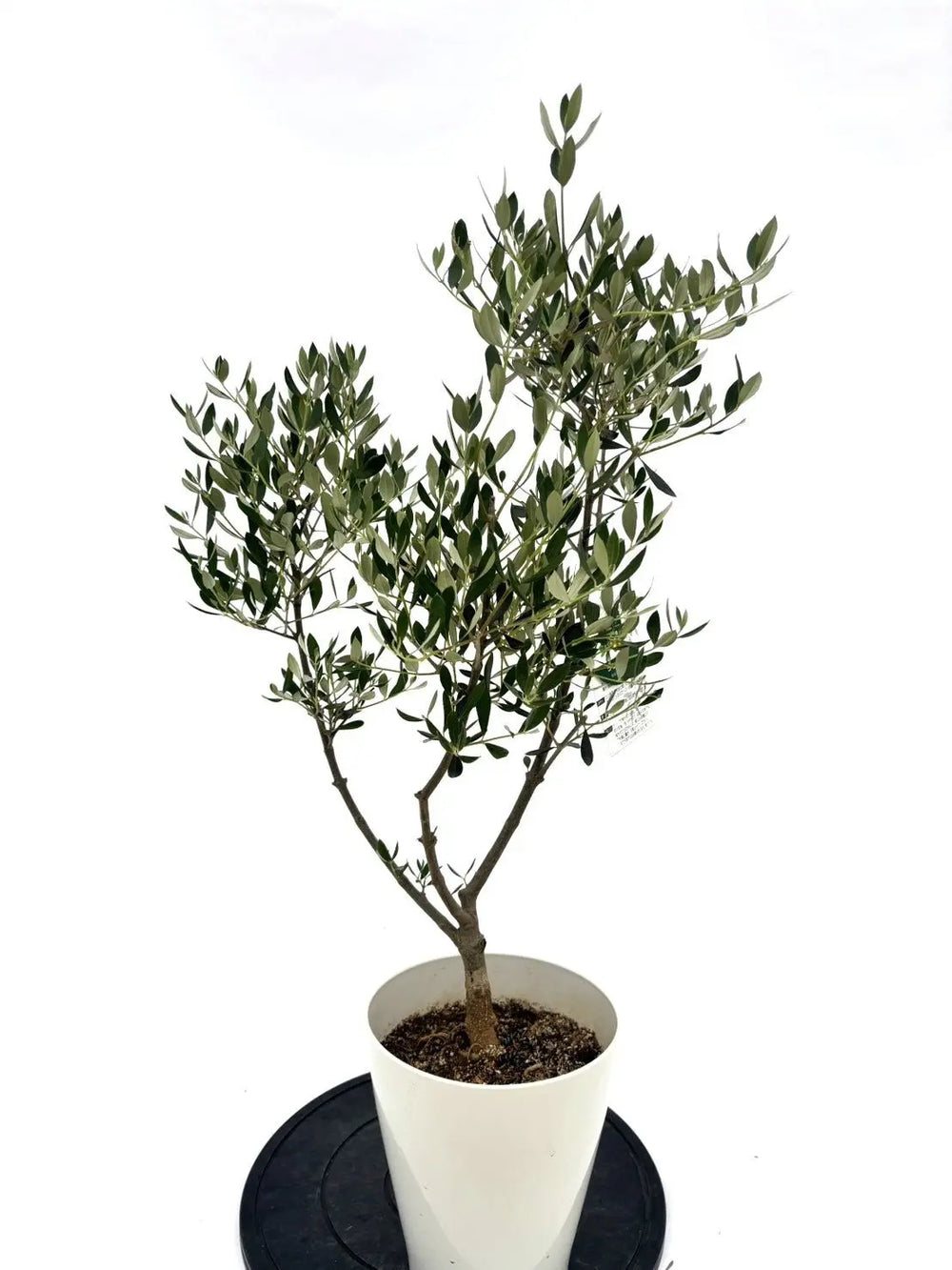 オリーブの木（全商品）｜写真の木をそのままお届け［現品販売］｜鶴亀