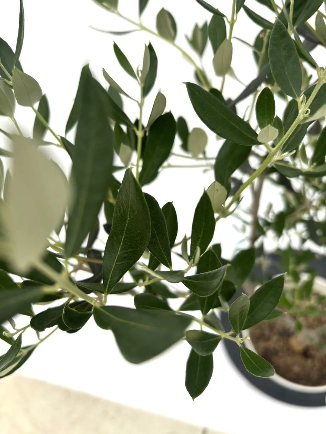 オイル用・小実】コロネイキ（オリーブの木）〈開帳型〉｜95cm