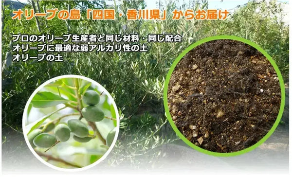 オリーブ植え替え用培養土（S・M・L）｜支柱・麻紐オプション対応