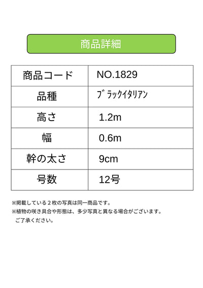 ブラックイタリアン　XLサイズ　約120cm　NO.1829　オリーブの木 古木　希少品種 - 株式会社鶴亀園