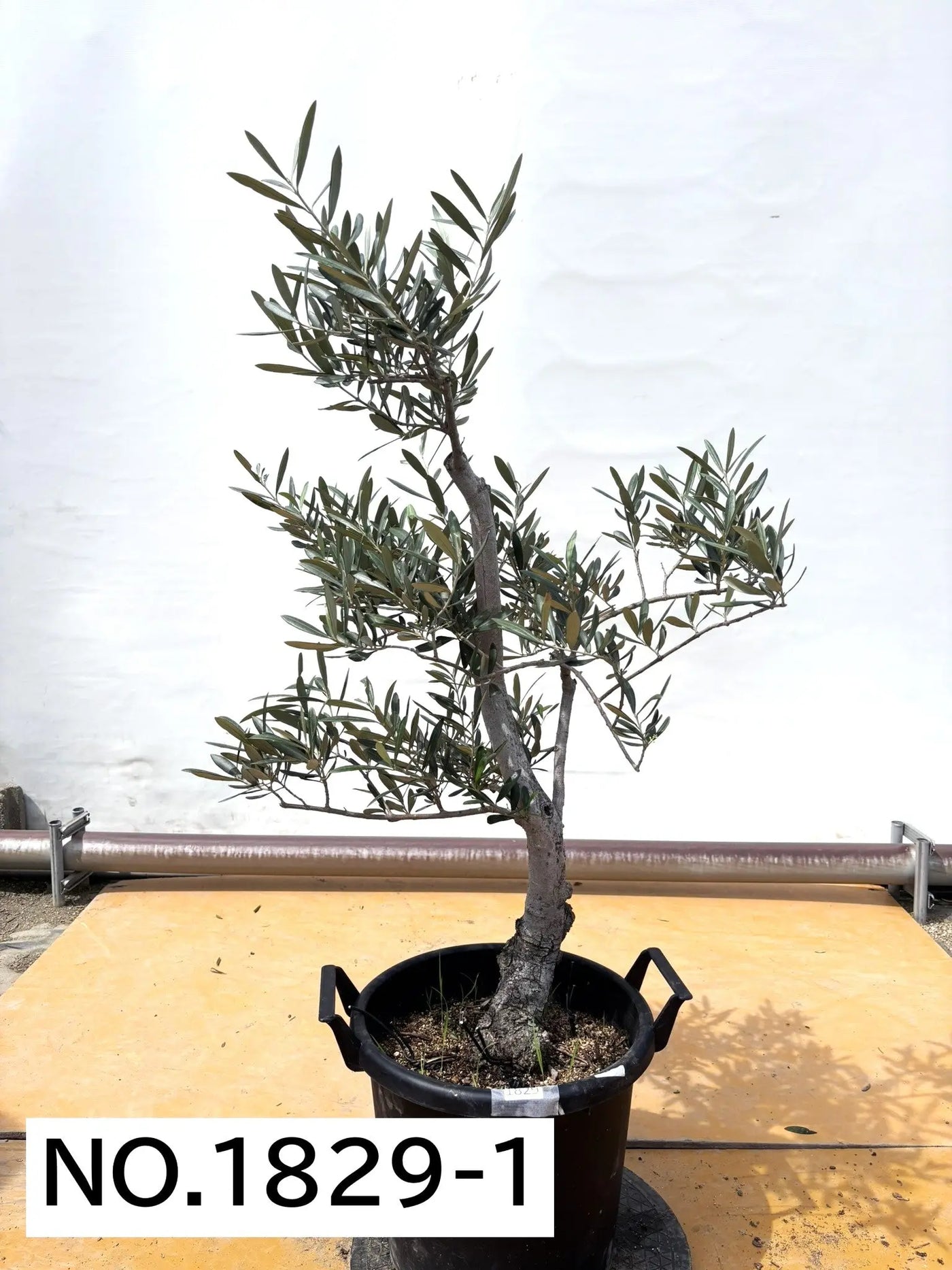 ブラックイタリアン　XLサイズ　約120cm　NO.1829　オリーブの木 古木　希少品種 - 株式会社鶴亀園