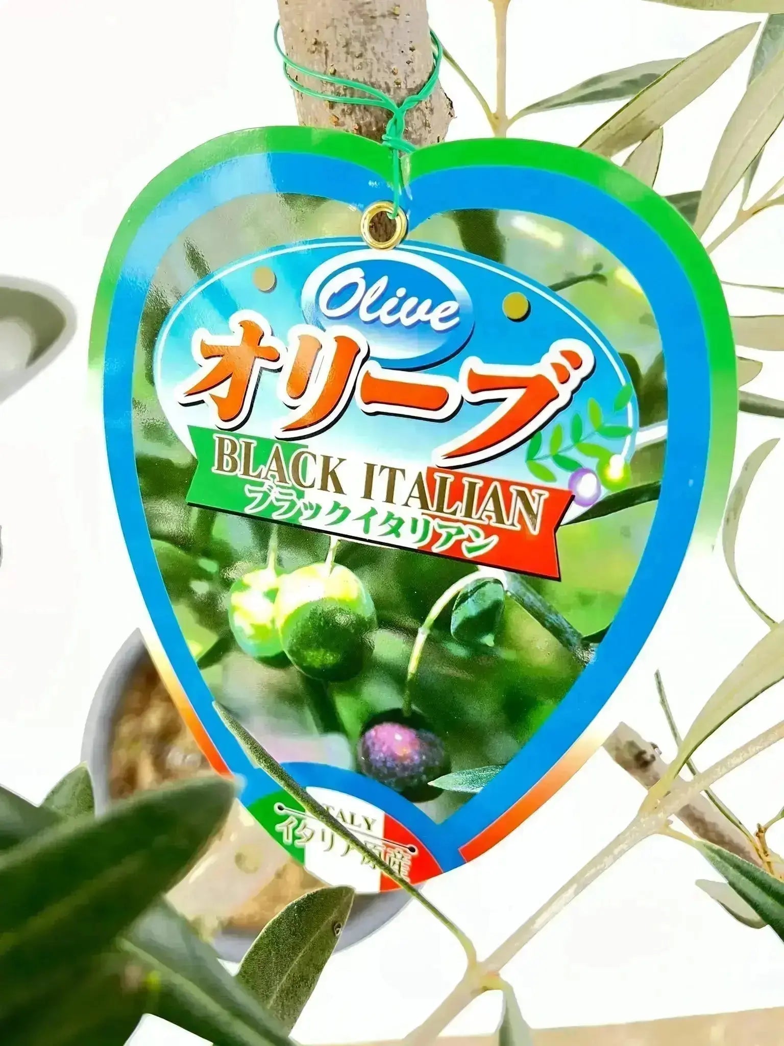 希少・直立型】ブラックイタリアン（オリーブの木）〈オイル向き