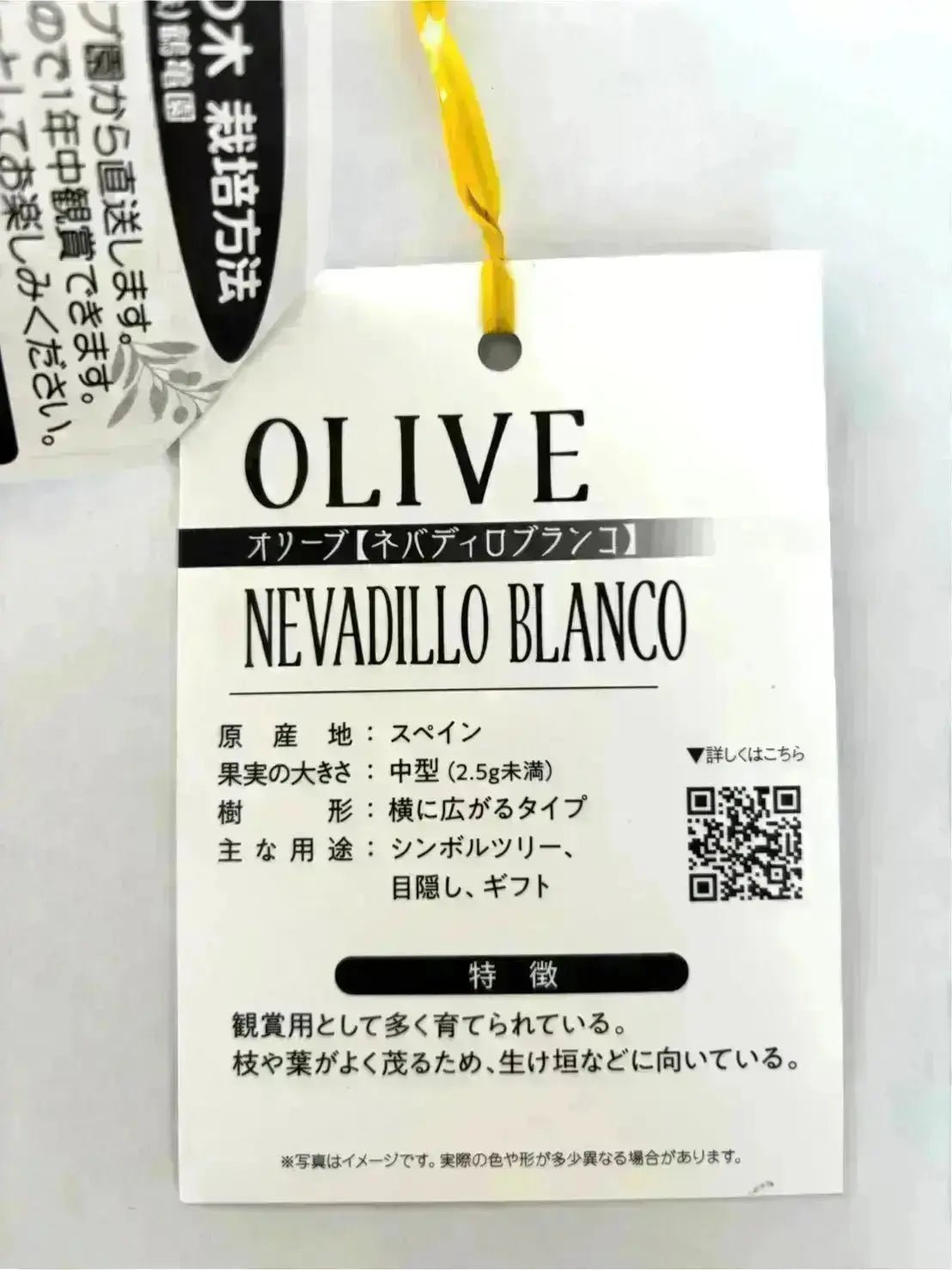 オリーブの木　ネバディロブランコ　15号　約150cm　NO.1804 古木 人気・開帳型】ネバディロブランコ（オリーブの木）〈初心者向き