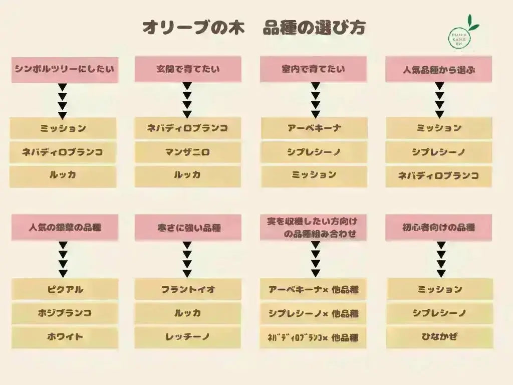 オリーブの木　ネバディロブランコ　13号　約130cm　NO.1817 古木 人気・開帳型】ネバディロブランコ（オリーブの木）〈古木〉｜約180cm