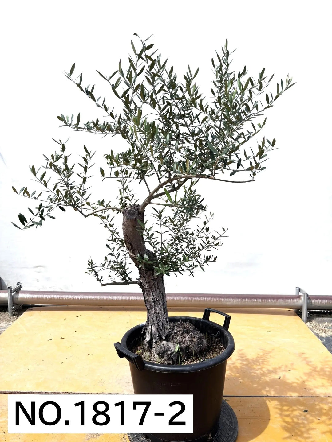 古木オリーブ　鉢植えサイズ Old Olive 古木オリーブ［No.17］× 12号皿鉢 (φ36cm) | Botani
