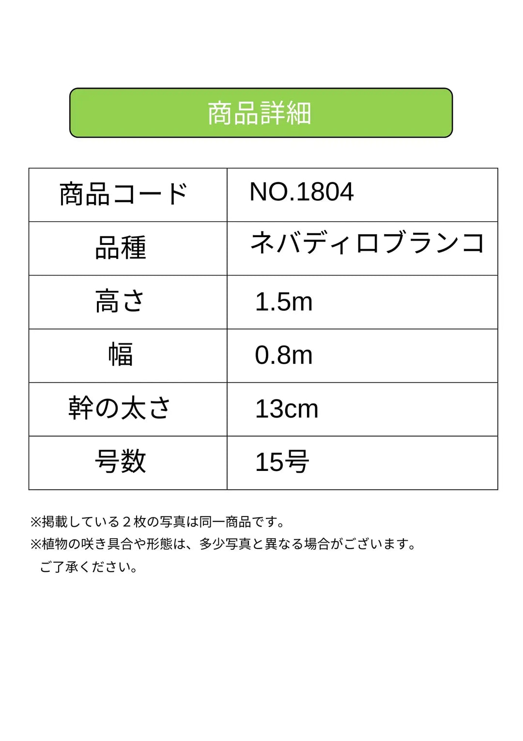 ネバディロブランコ XLサイズ 約150cm NO.1804 オリーブの木 古木 人気