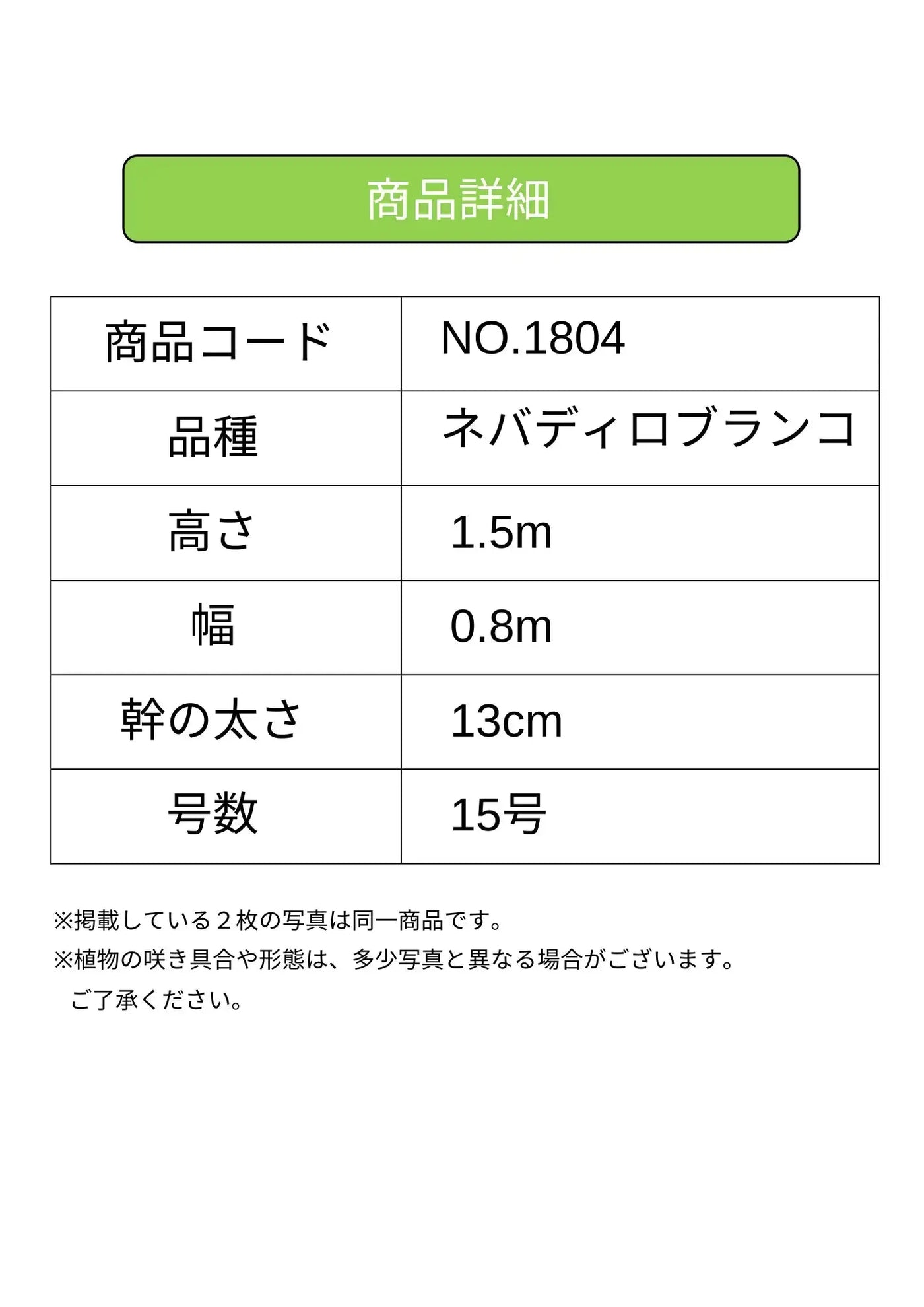 ネバディロブランコ　XLサイズ　約150cm　NO.1804　オリーブの木 古木　人気品種 - 株式会社鶴亀園