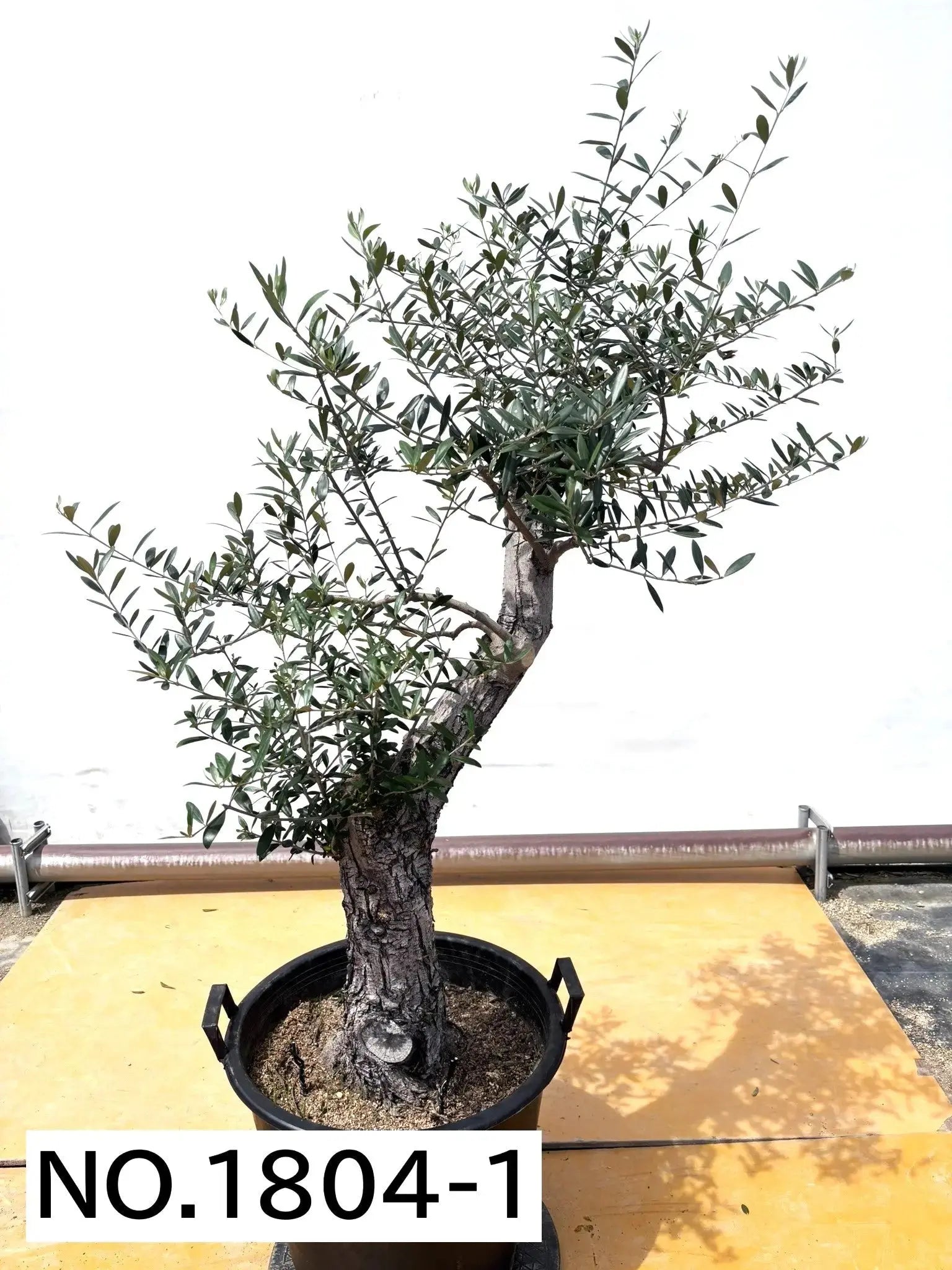 オリーブの木 ネバディロブランコ 10号 約140cm K-77 古木 人気品種