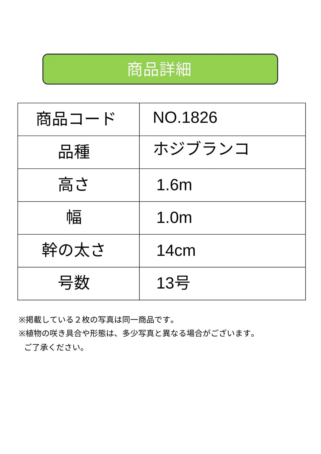 ホジブランコ XLサイズ 約160cm NO.1826 オリーブの木 古木 人気品種