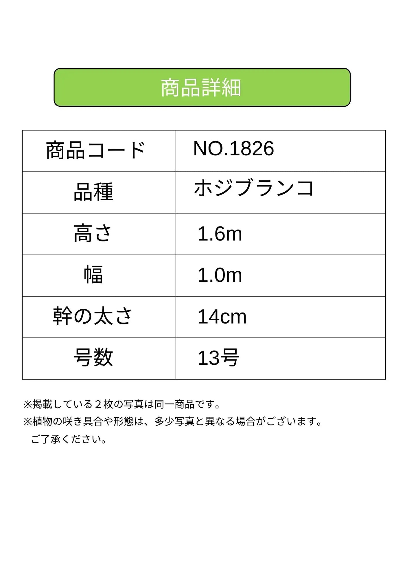 ホジブランコ　XLサイズ　約160cm　NO.1826　オリーブの木　古木 人気品種 - 株式会社鶴亀園