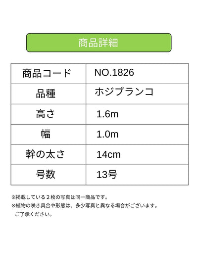 ホジブランコ　XLサイズ　約160cm　NO.1826　オリーブの木　古木 人気品種 - 株式会社鶴亀園