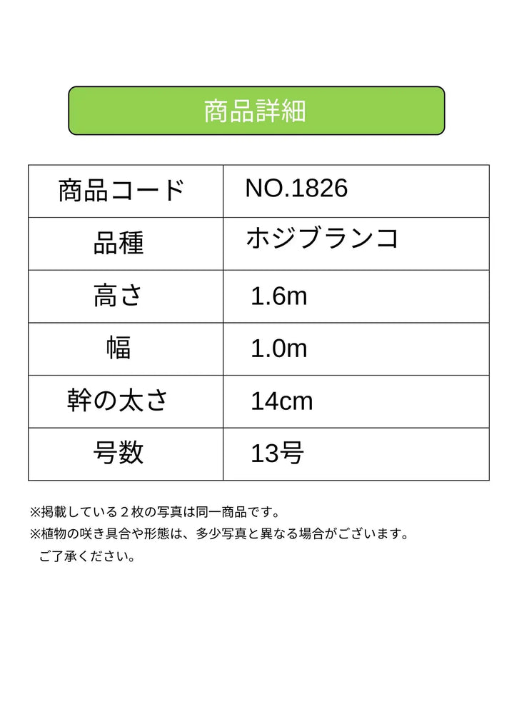 オリーブの木　ホジブランコ　13号　約140cm　NO.1830　古木 人気品種 ホジブランコ XLサイズ 約160cm NO.1826 オリーブの木 古木 人気品種